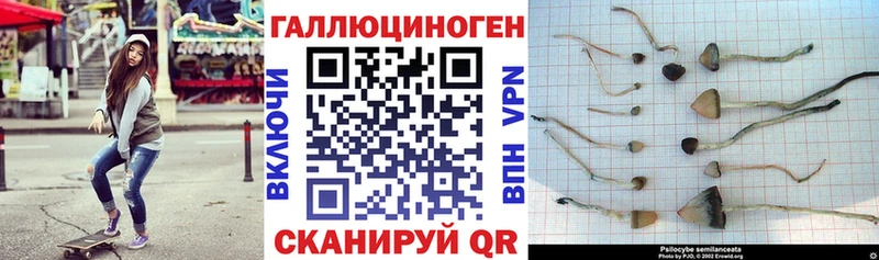 Псилоцибиновые грибы ЛСД ссылка на мегу рабочий сайт Махачкала хочу наркоту